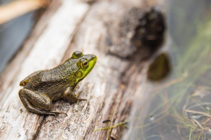 Scientists create living robots from frog cells